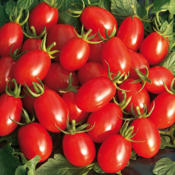 گوجه زیتونی