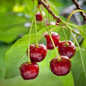 آلبالو پیوندی