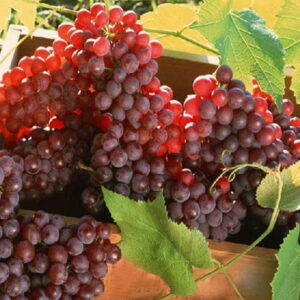 انگور سرخک