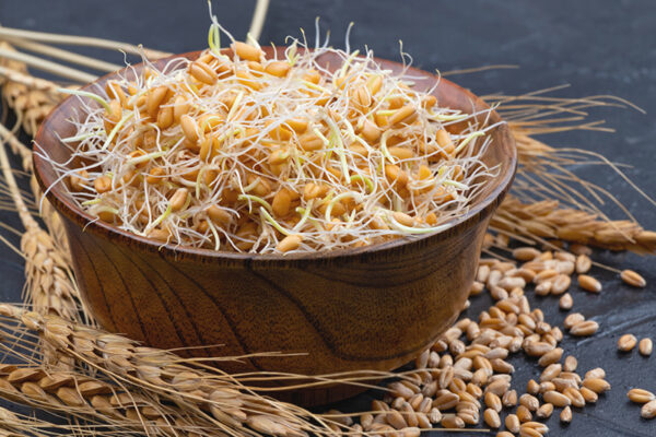 جوانه گندم